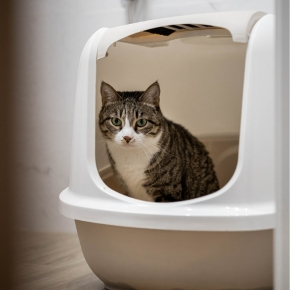 Rory Burke Shares How to Spot Urinary Issues in Cats