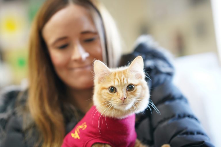 Kitten at vets