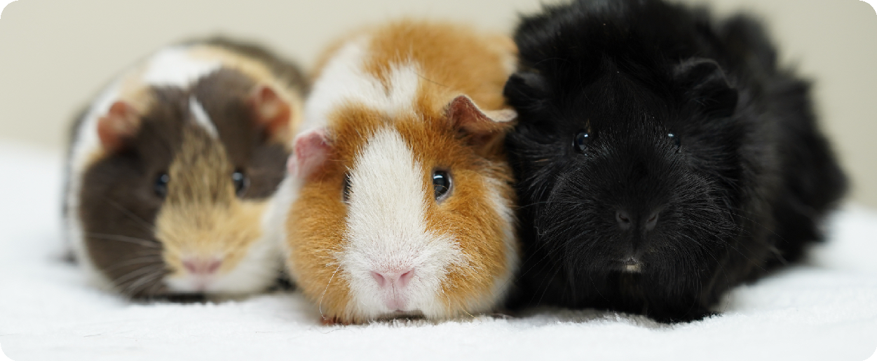 Three fluffy guinea pigs