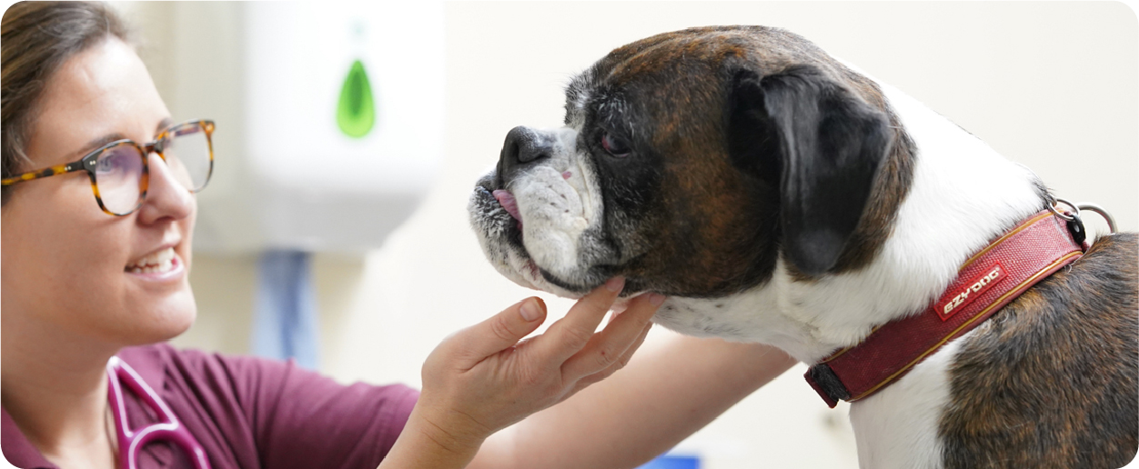 bulldog being examined by a vet
