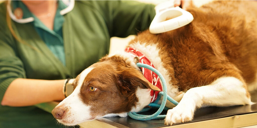 cat-dog-microchipping-milton-keynes-vets vet checking microchip tag on a dog