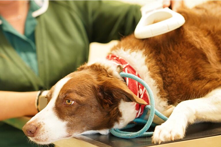 cat-dog-microchipping-milton-keynes-vets vet checking microchip tag on a dog