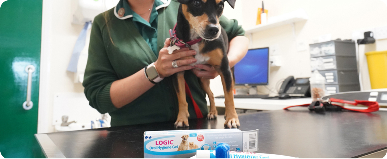 vet with a young dog and dental products