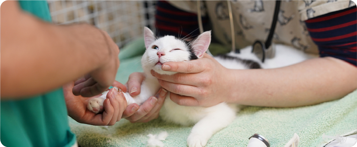 white cat being examined by a vet and assistant