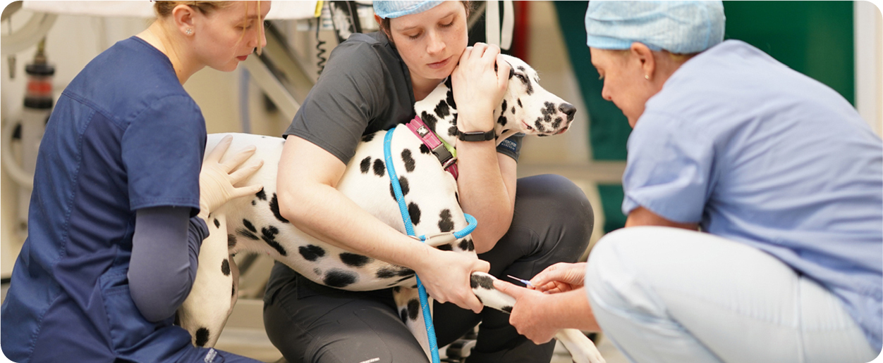 dalmatian dog having treatment in consultation room