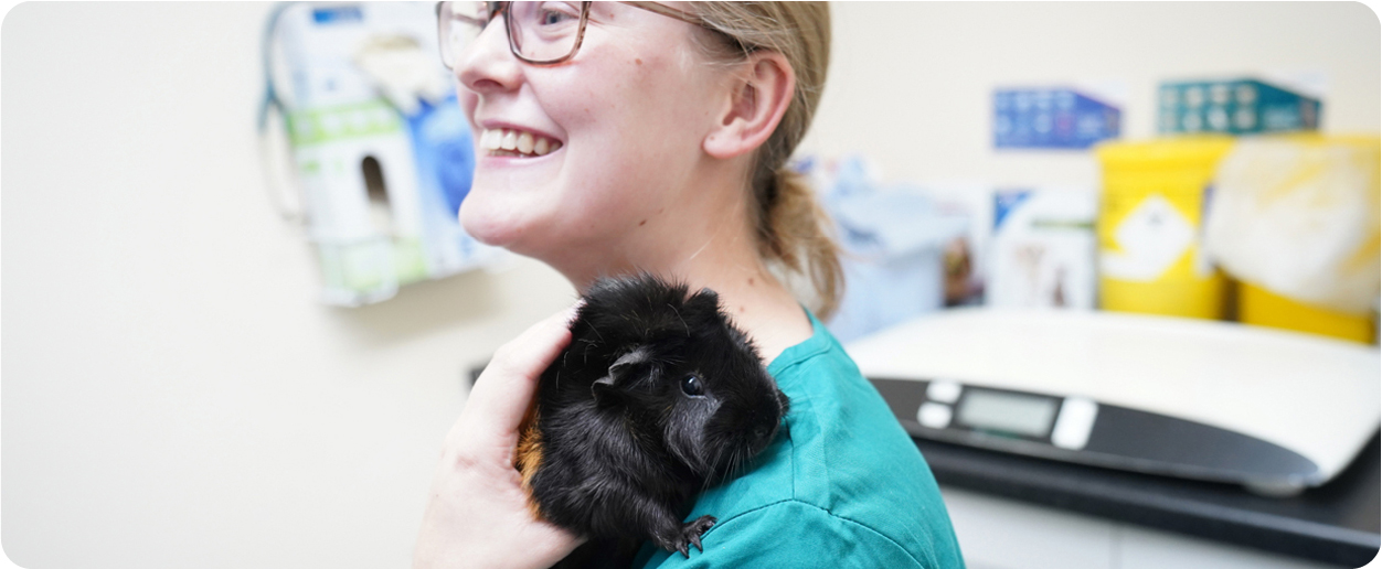 guinea pig being held in vet's arms