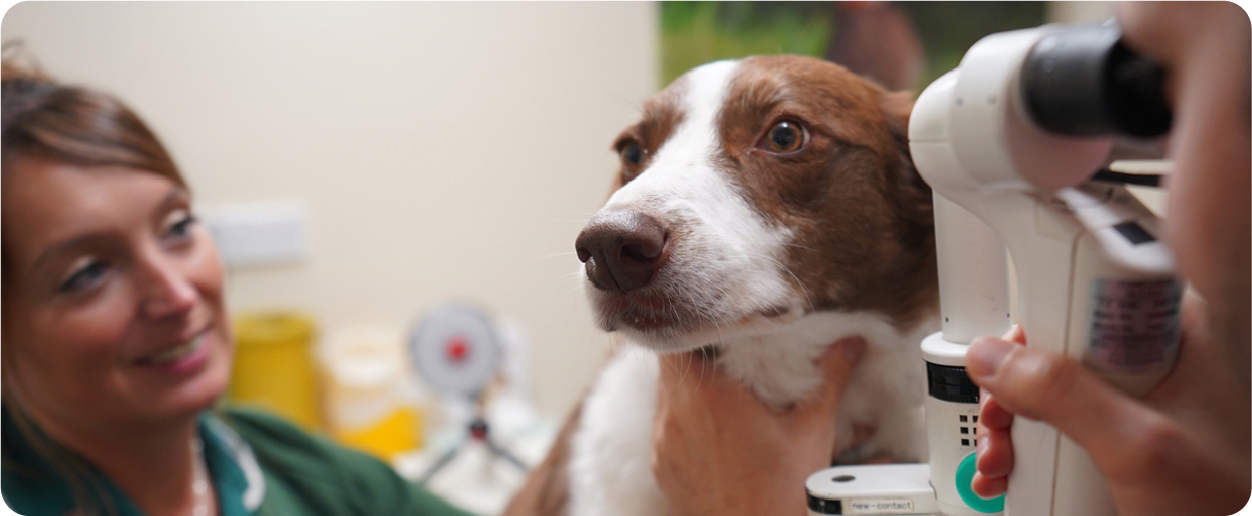 dog having eyes examined by a vet