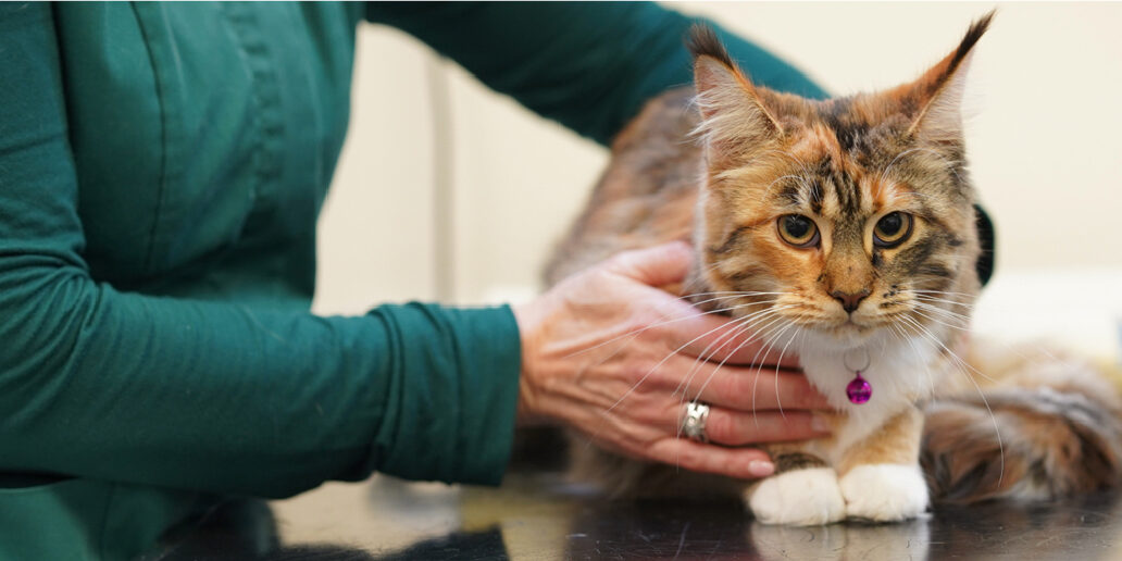 cat being examined by a vet