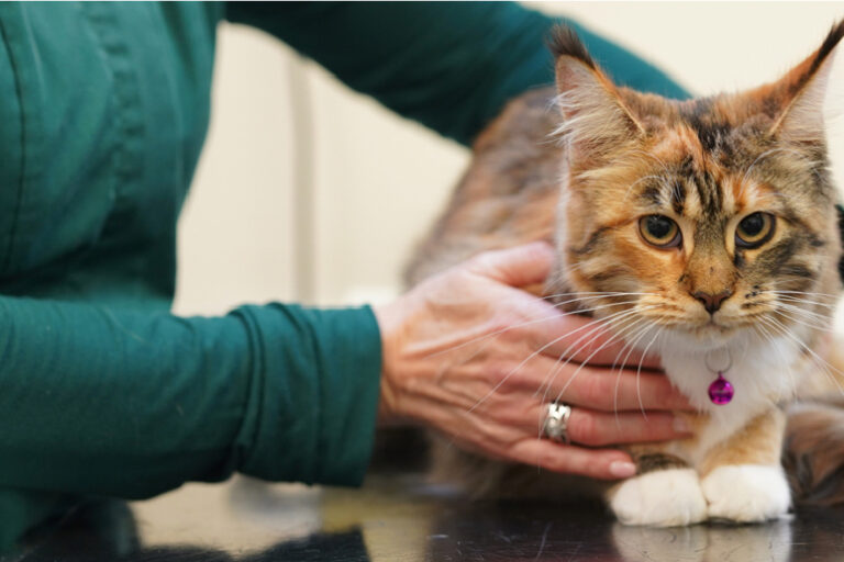 milton-keynes-vets-pet-insurance cat being examined by a vet