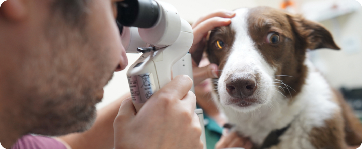 brown and white dog having eyes examined