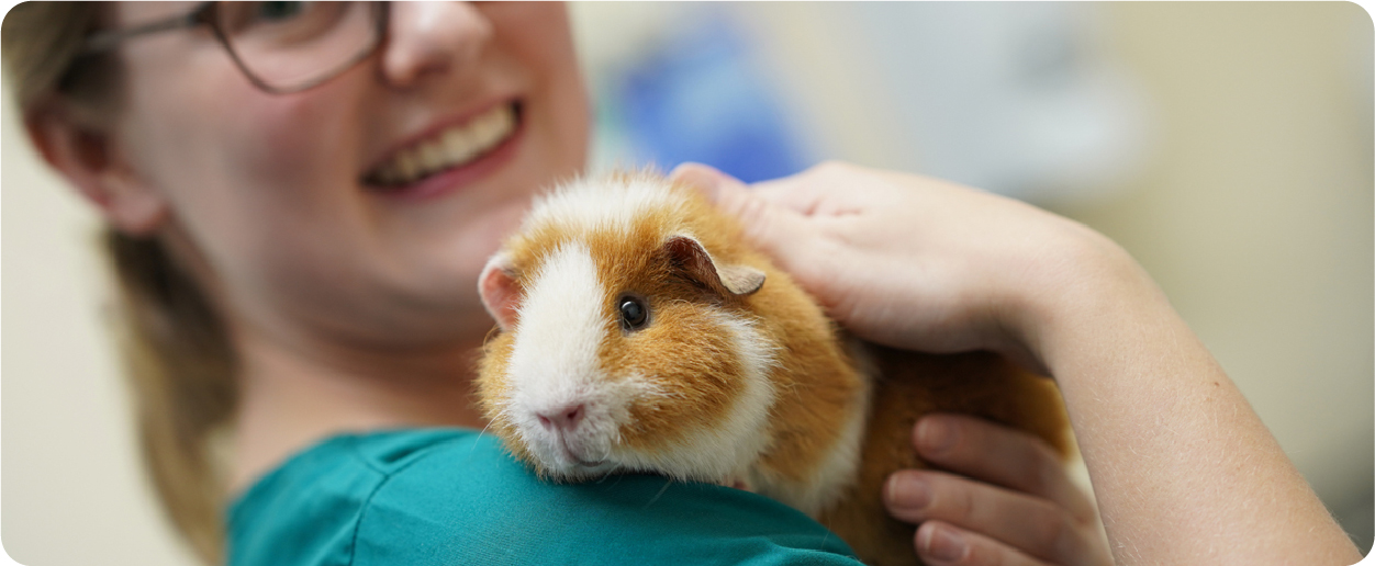 vet nurse holding guinea pig in arms