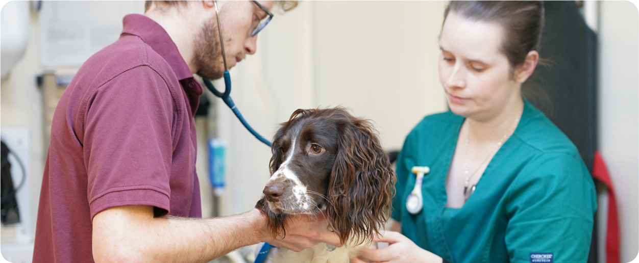 brown and white dog being examined
