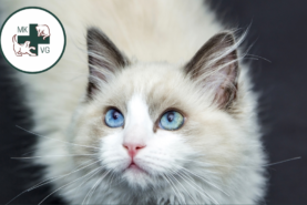 light grey cat with banner 'how can you recognise osteoarthritis in your pet?'