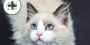 light grey cat with banner 'how can you recognise osteoarthritis in your pet?'