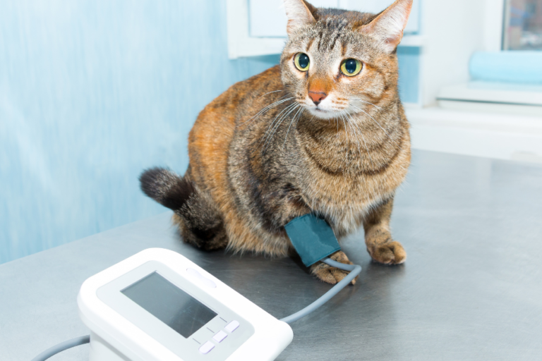Cat wearing blood pressure wrist cuff