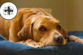 Brown dog laying down with text banner 'osteoarthritis managements: weight and exercise'