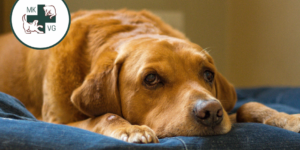 12.5.23 arthritis Brown dog laying down with text banner 'osteoarthritis managements: weight and exercise'