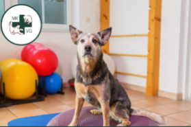Dog with text banner 'osteoarthritis management: hydrotherapy & physiotherapy'