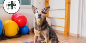 Dog with text banner 'osteoarthritis management: hydrotherapy & physiotherapy'