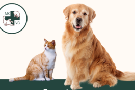 Arthritis 21.4.23 Dog & Cat with banner 'focusing on arthritis in our pets'