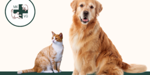 Arthritis 21.4.23 Dog & Cat with banner 'focusing on arthritis in our pets'