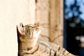 JUN-B-CAT-feline-heatstroke Cat laying in the sun