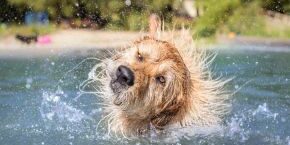 JUN-B-DOG-dog-activities-when-too-hot Dog splashing in water