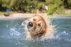 JUN-B-DOG-dog-activities-when-too-hot Dog splashing in water