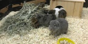 Guinea pigs in a hutch
