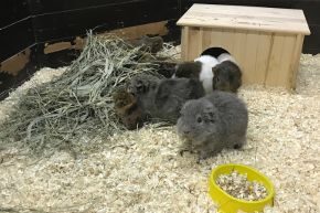 JUN-B-SMF-flystrike-rabbits-guinea-pigs Guinea pigs in a hutch