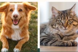 What is arthritis 23.4.23 Dog and Cat 'what is arthritis'?