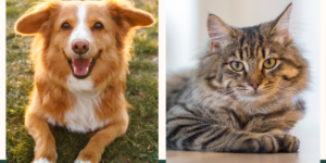 What is arthritis 23.4.23 Dog and Cat 'what is arthritis'?