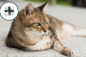 artritis-10-300×251 Cat laying down with text banner 'osteoarthritis management: antibody therapy'