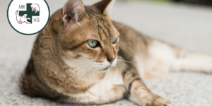 Cat laying down with text banner 'osteoarthritis management: antibody therapy'