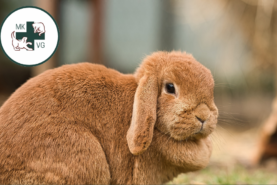 Brown rabbit with banner 'osteoarthritis in rabbits'