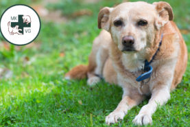 stem cell arthritis Dog laying down with text banner 'osteoarthritis management: stem cells/regenerative medicine'