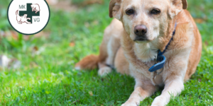 Dog laying down with text banner 'osteoarthritis management: stem cells/regenerative medicine'