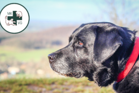 Black labrador with banner 'what can help pets who have osteoarthritis?'