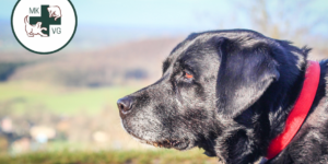 Black labrador with banner 'what can help pets who have osteoarthritis?'