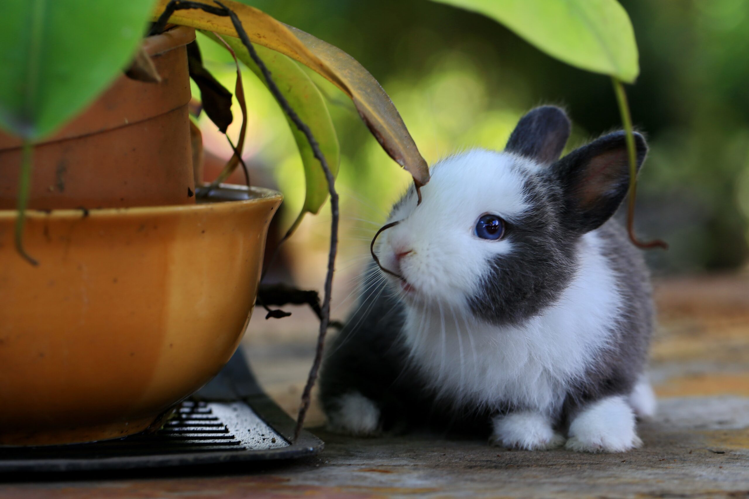 British Rabbit Zoochat Rabbit Companionship