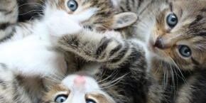 JUL-A-CAT-why-kittens-should-not-have-kittens.jpg