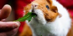 JUL-B-SMF-guinea-pig-appreciation-day.jpg