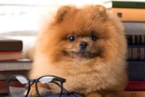 AUG-B-DOG-how-smart-is-your-dog.jpg