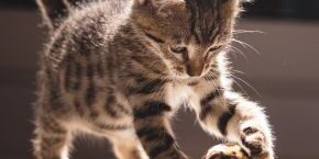 AUG-CRC-teach-your-cat-a-trick.jpg