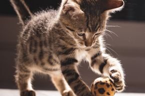 AUG-CRC-teach-your-cat-a-trick.jpg