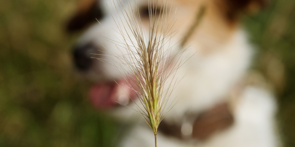 grass seeds