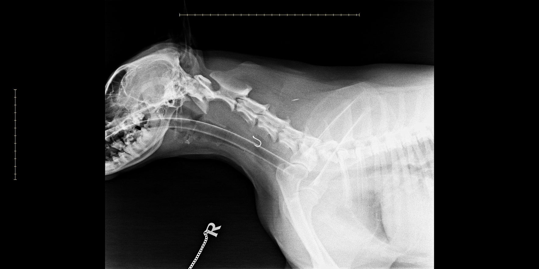 Betsy X-ray
