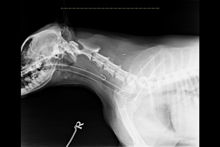 Betsy X-ray