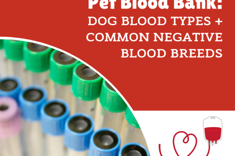PBB 3 blood types
