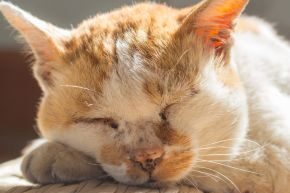 SEP-B-CAT-senior-cat-management.jpg